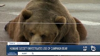 Investigation into John Cox's use of bear during campaign stop