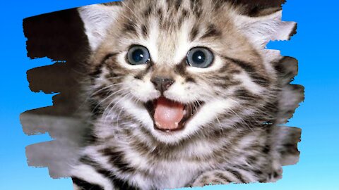 The Best Funny Videos Of Pets - Cute Cats 🐱 And Dogs 🐶 Try not to laugh!