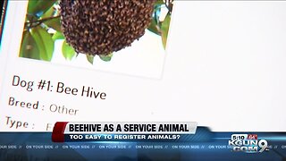 Arizona man registers beehive as emotional support animal