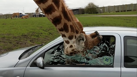 Car window smashes as giraffe sticks its head in safari park visitor’s vehicle