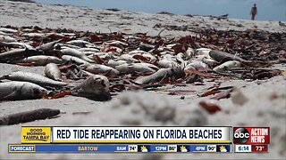 Concentrations of red tide reappearing on some Florida beaches