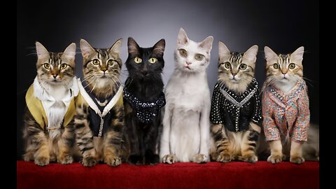 CELEBRITY CATS OF THE HOLLYWOOD ELITES