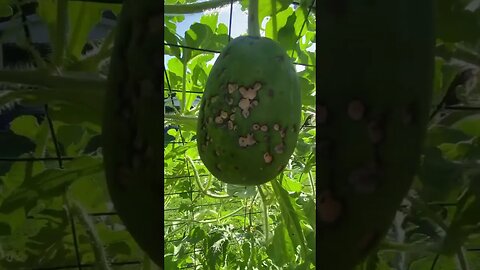 Watermelon trellis. #homesteading #gardendesign #farmlife #watermelon #watermelons #gardenideas