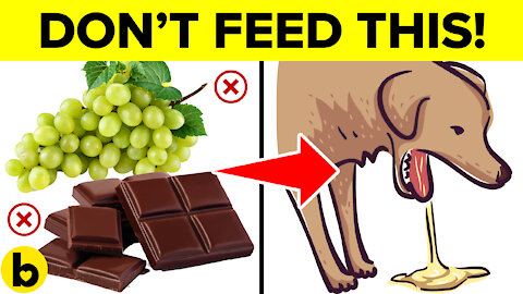 9 Foods That Will Kill Your Dog