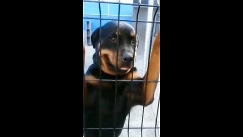 Don't mess with Dog 🐕 Funny video 😂😂😂