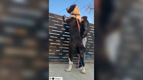 pitbull dog height||great dane dog||German shepherd||#Gigox#thedodo