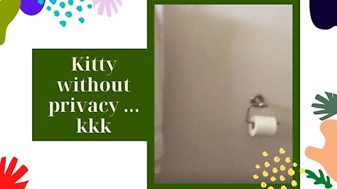 kitty without privacy!