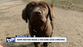 No white Christmas means a dog-gone good Christmas for these pups