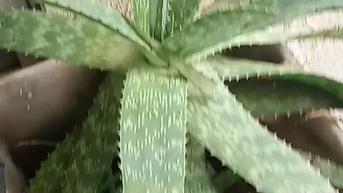 How to Make Aloe Vera Gel From Aloe Plants