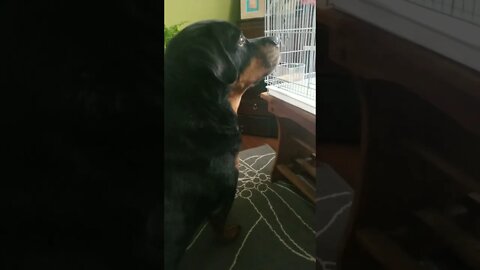 Rottweiler Enthralled With Budgie So Cute! 💖💞 #rottweiler #shorts #budgies #birds