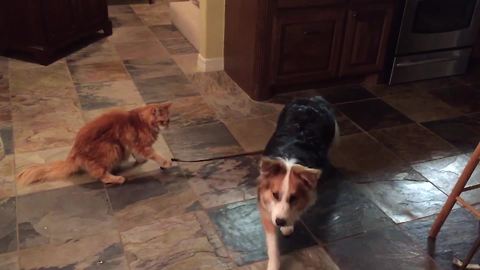 A Cat Holds A Dog's Leash And Tires To Make Him Stay At Home
