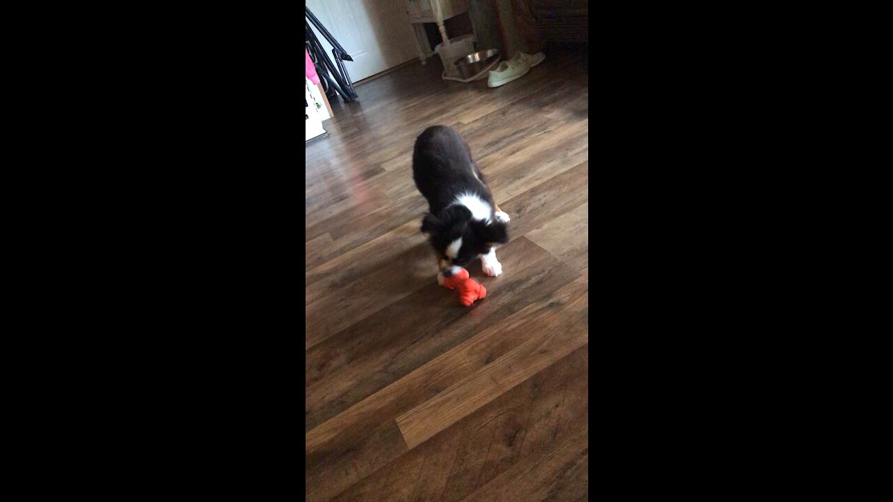 Toy Aussie