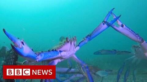 ‘Manic’ crabs captured on underwater camera captivate Australians - BBC News