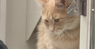 Animal Foundation celebrating 'Saint Catty's Day' with free cat adoptions