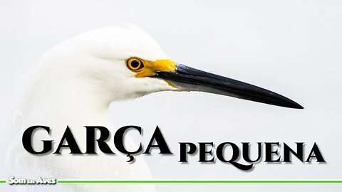 GARÇA BRANCA PEQUENA (Egretta Thula) - Snowy Egret