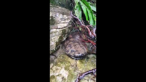 Chinese Giant Salamander(World's largest living amphibian)
