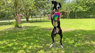 Bouncing Great Dane Loves Catching & Fetching Her Rainbow Puppy Ball