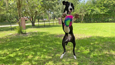 Bouncing Great Dane Loves Catching & Fetching Her Rainbow Puppy Ball