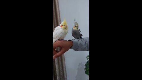 cockatiel bird have fun 🐦