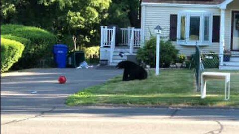 Un ours s'invite dans une résidence