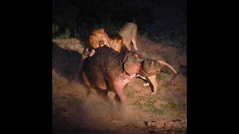 Wounded Hippo Fights Off FIVE Lions | SNAPPED IN THE WILD