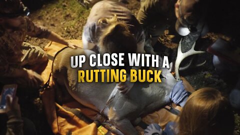 Study a Rutting Buck with Auburn University Deer Lab