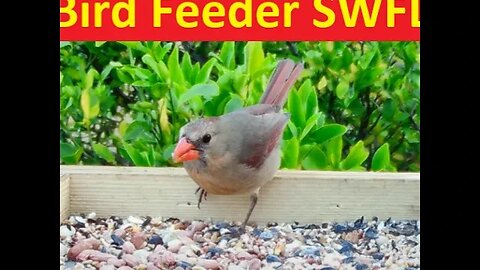 Florida Bird Feeder Live Camera HD Ground/Birdbath
