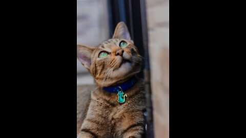 Cat Collar and ID Training Tips