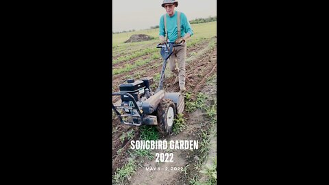 Weeding time in the garden