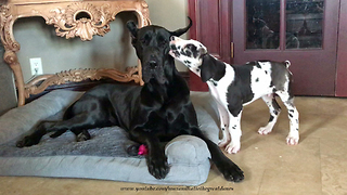 Talkative Great Dane Puppy Loves to Pester His Sister Dog