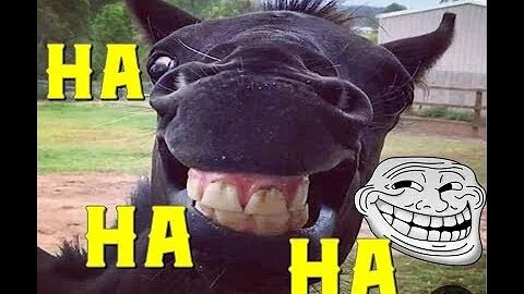 Funny PET'S Compilation #001 Best Videos DOGS AND CATS
