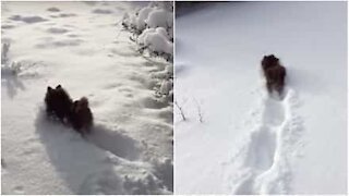 Cagnolina si diverte a giocare nella neve