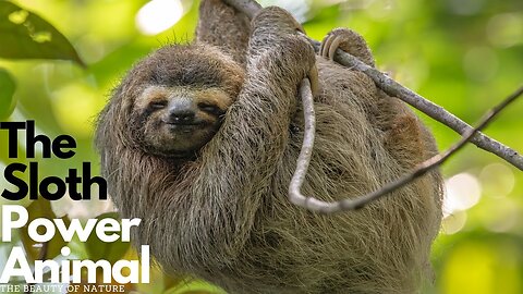 The Sloth Power Animal: Discovering the Wisdom and Strength of Slow and Steady