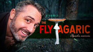 Why we Got it Wrong - Fly Agaric 101: The Magical Mushroom (Amanita muscaria)