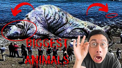 Top 10 largest animal that will shock you 2023 / The top ten biggest animal in the world #toptipstar