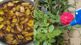 How to make free banana peel fertilizer for any plants || Best trick to grow plant fast