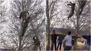 Puma salvato dalla cima di un albero