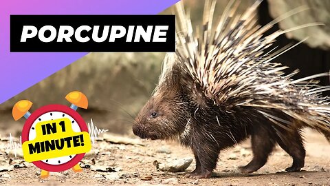 Porcupine - In 1 Minute! 🦔 Don't Mess With Their Quills! | 1 Minute Animals