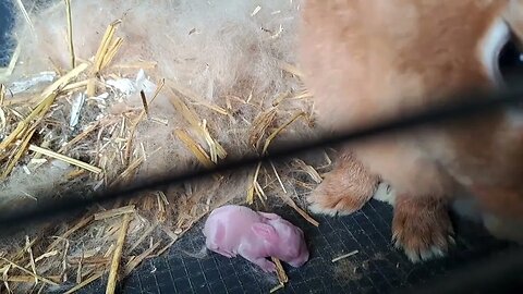Lactating rabbits breastfeeding kits example New Zealand Red Bunnies. Baby Bunny Milk