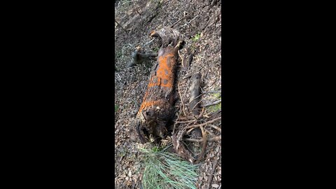 Clear Creek Limb Hive, saved from being crushed and pushed into burn pile.