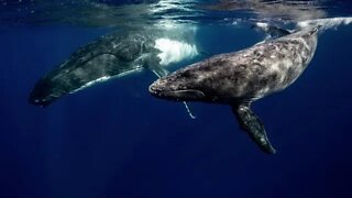 Whale sounds for 5 hoursㅣRelax, Sleep, Insomnia, Study