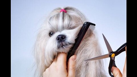 Little dog gets new haircut
