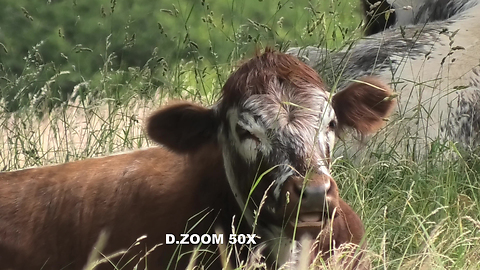 Different Zoom Stages - Panasonic HC VXF1 4K Cow Zoom