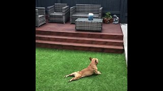 French Bulldog Hilariously Scratches Himself On New Turf