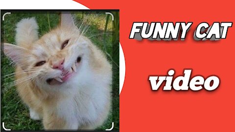 cute cat funny video | cat videos