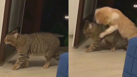 Suddenly Cat Get Afraid By Attack