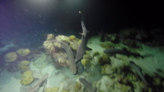 Fish surrounded by sharks makes miraculous escape