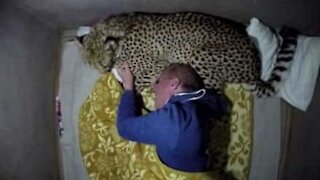 Un ghepardo come cuscino per dormire!