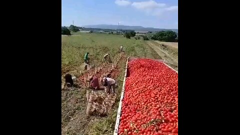 جمع اوری شگفت انگیز گوجه