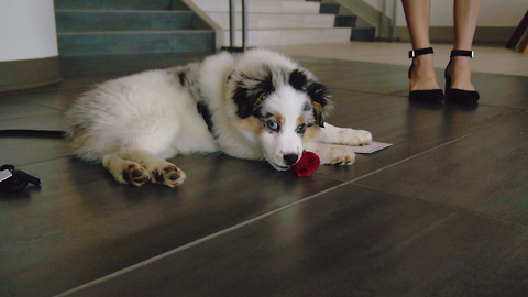 This Adorable Spoof Of 'The Bachelor' Promotes Dog Adoption